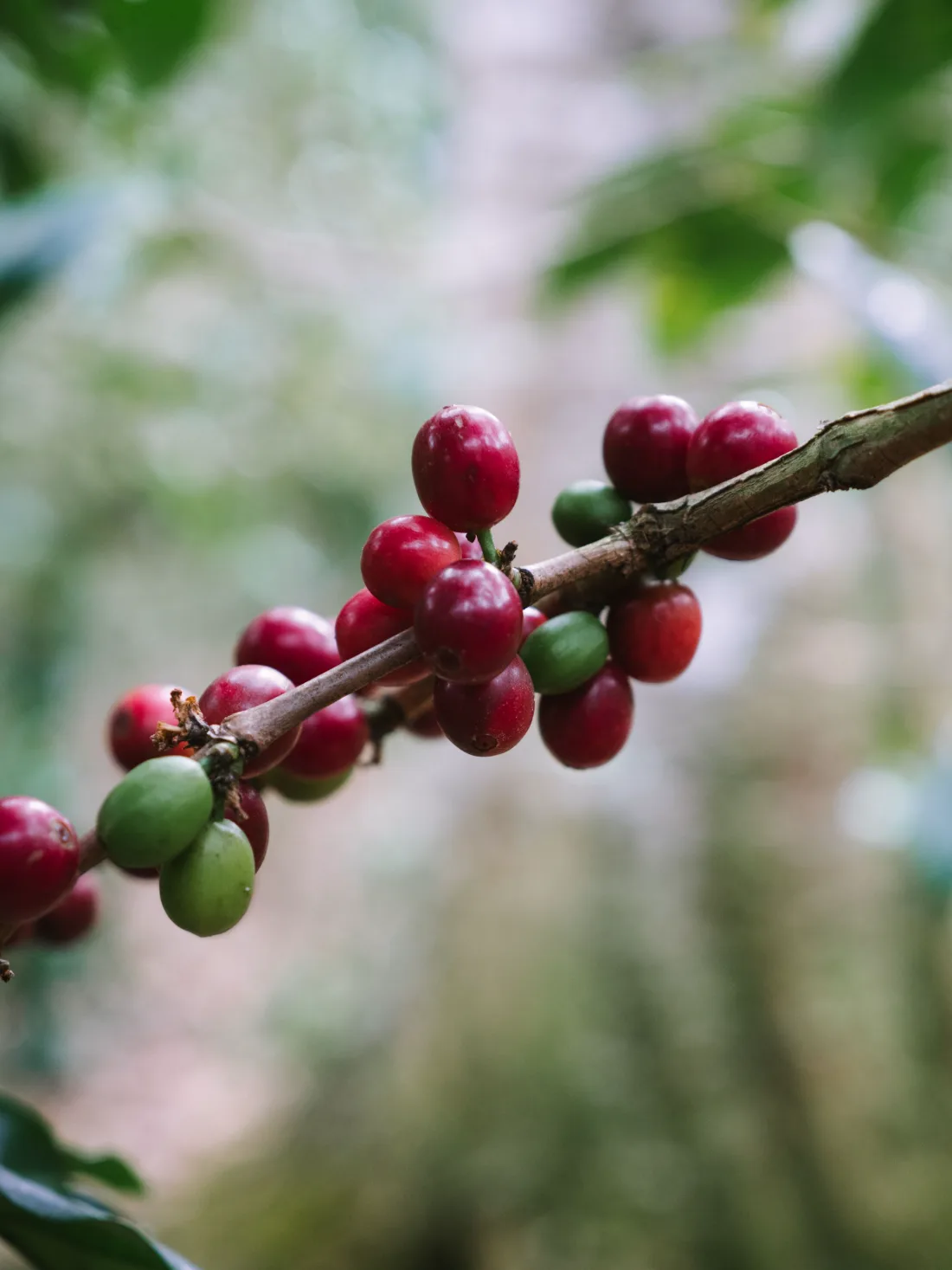 Cerezas de café maduras en la rama