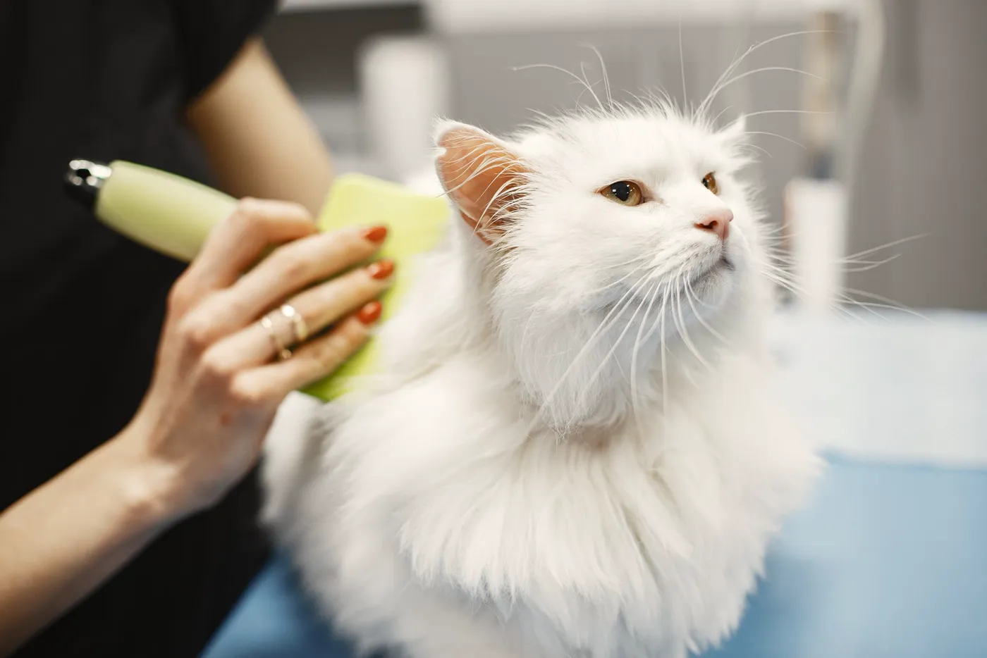Gato blanco mientras lo cepillan