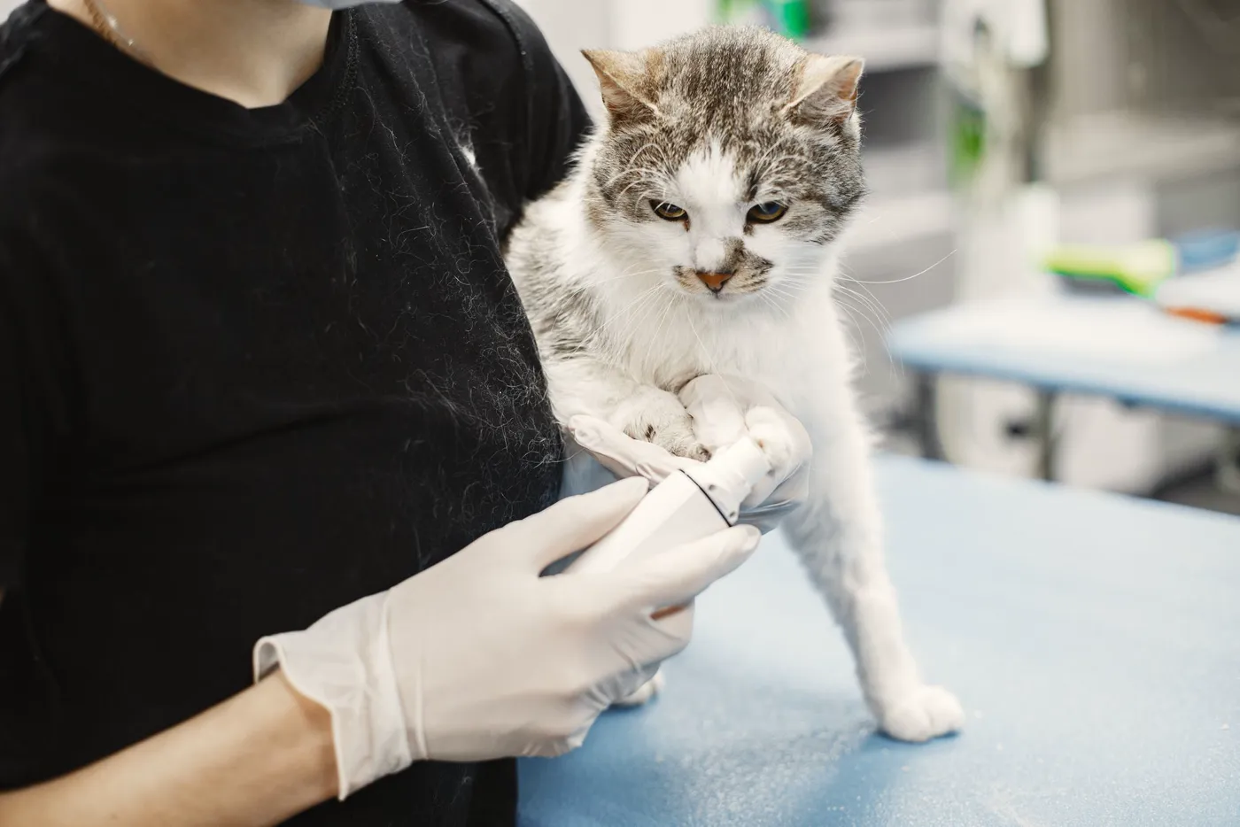 Gato sobre la mesa de consulta mientras le revisan la pata
